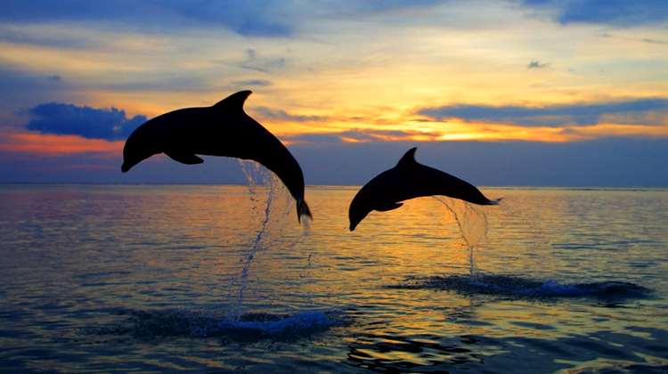 delfin Adria